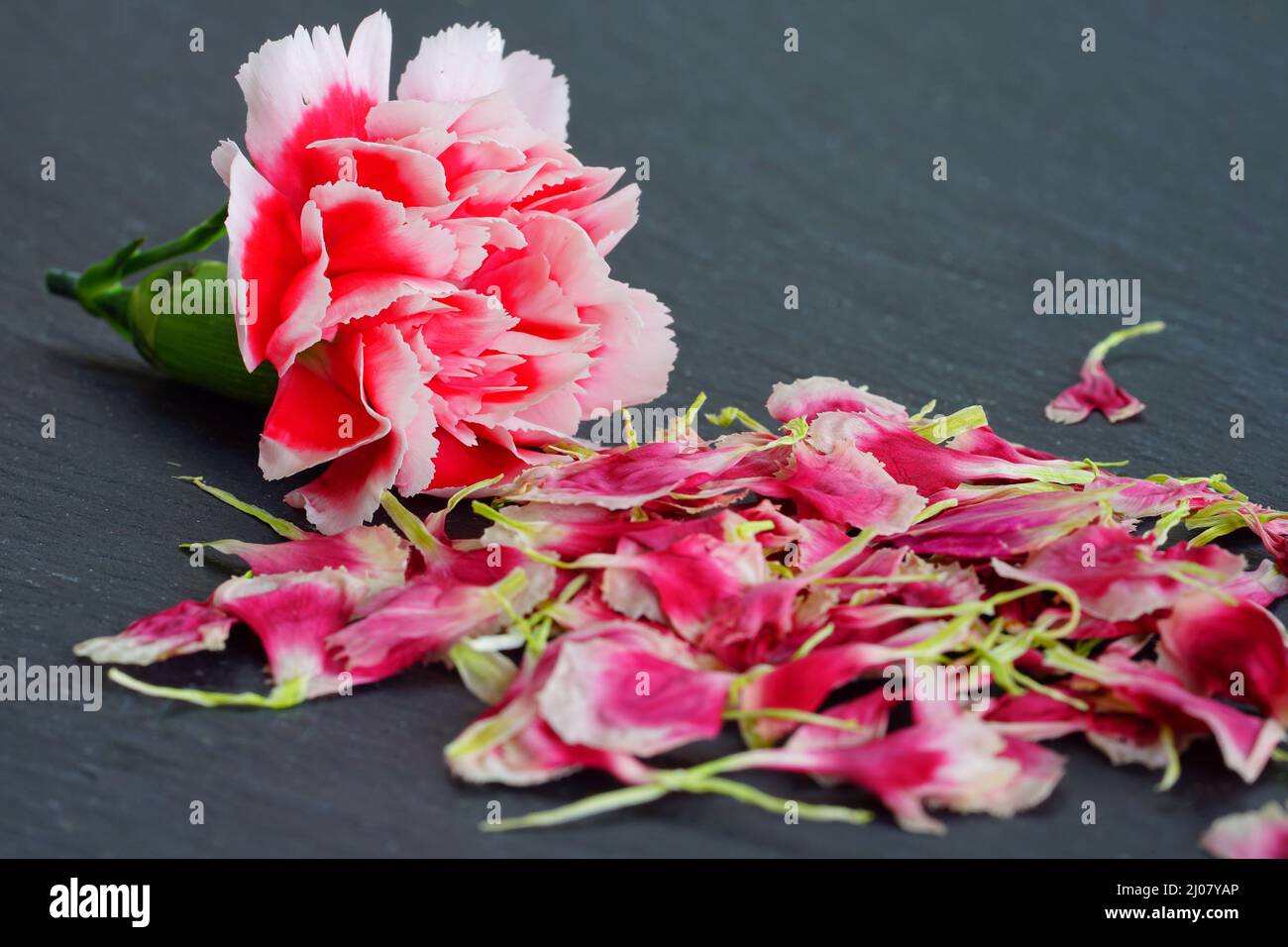 Pressed carnation flower petals in pink and white Stock Photo Alamy