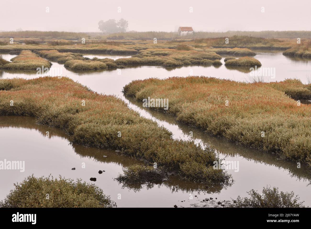 Grassy wetlands area with sea purslane (Halimione portulacoides) plants, foggy weather in Aveiro Portugal. Stock Photo