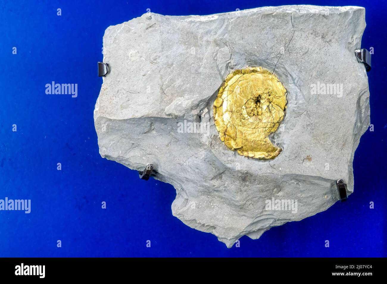 ラッピング不可】 植物絵画 NaturalHistoryMuseum - Tris Frangee 絵画