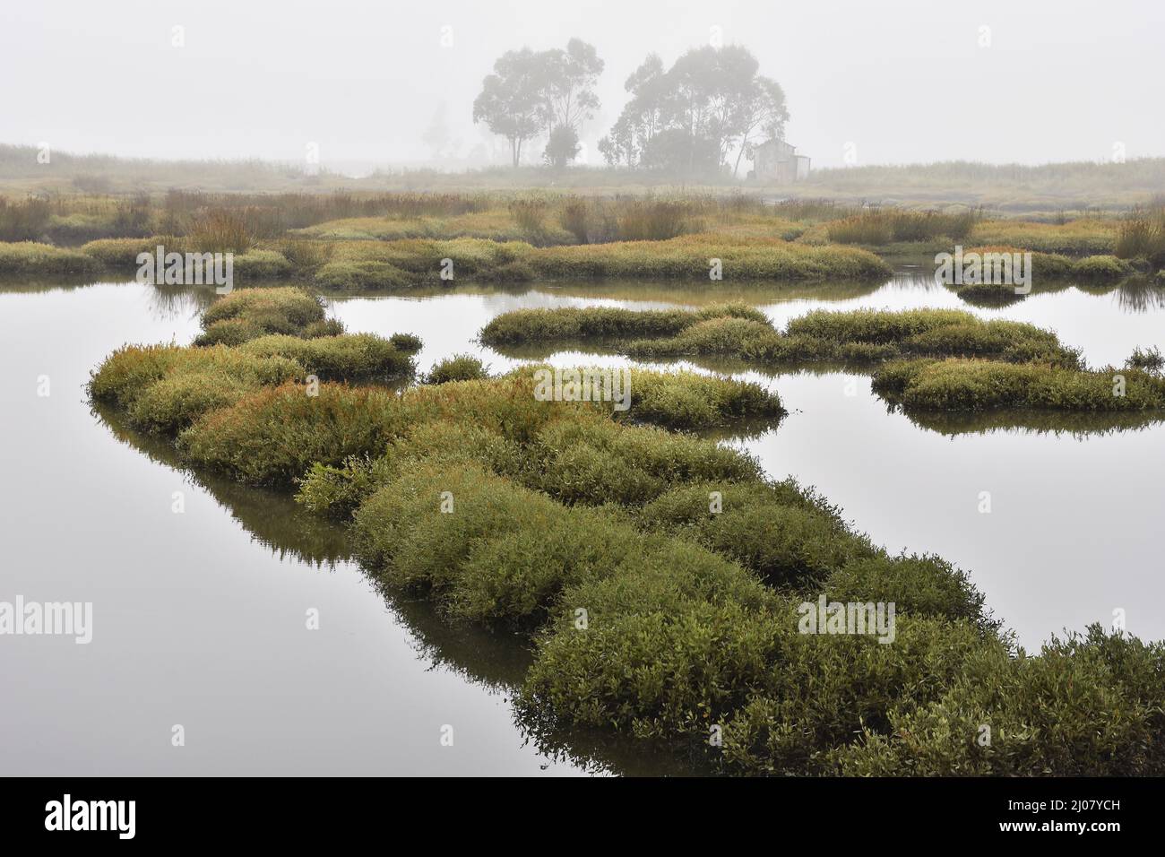 Grassy wetlands area with sea purslane (Halimione portulacoides) plants, foggy weather in Aveiro Portugal. Stock Photo