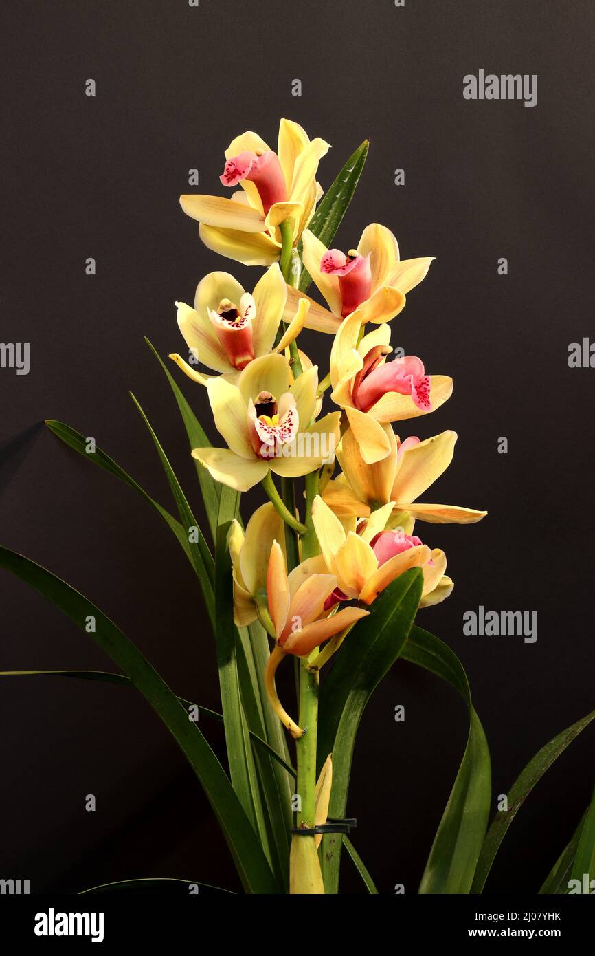 Result of focus stacking of amazing Cymbidium Orchid Stock Photo