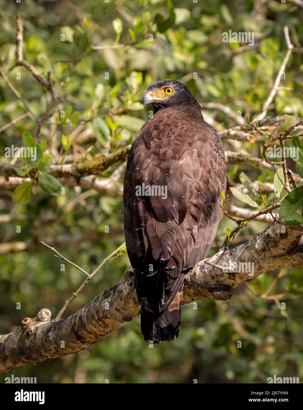 Indian birds of prey hi-res stock photography and images - Alamy