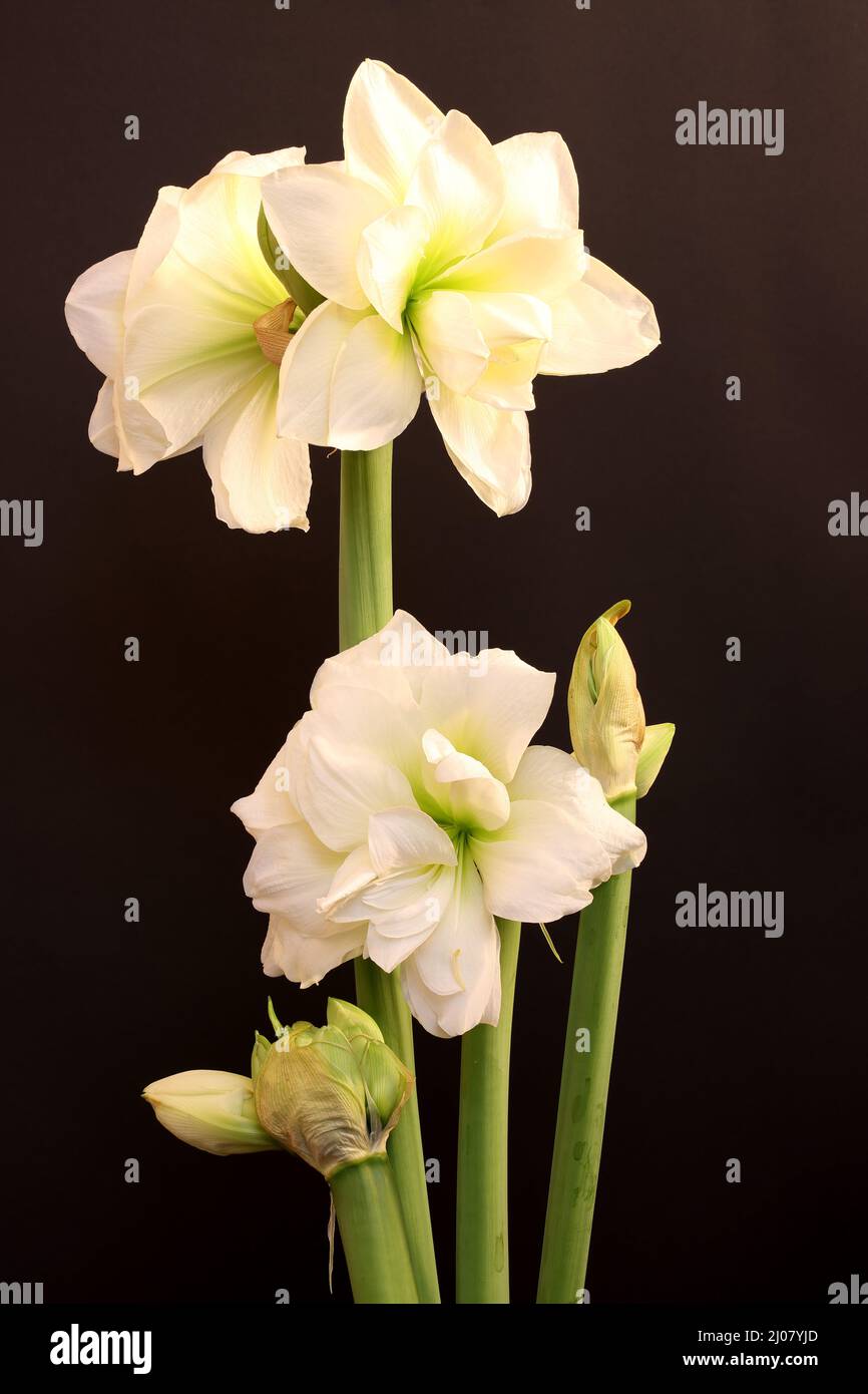 Result of focus stacking of amazing big flower Hippeastrum (sometimes incorrectly called Amaryllis) Stock Photo