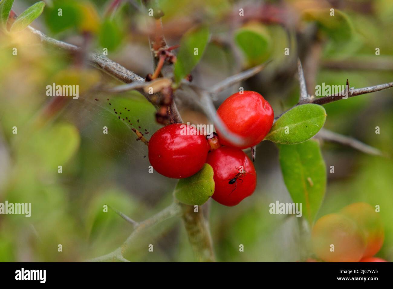 Mexico, Baja California Sur, El Sargento, Rancho Sur,  Spiny Redberry, Rhamnus crocea,Rhamnaceae Stock Photo