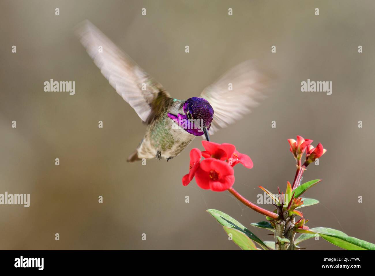 North America, Mexico, Baja California Sur, El Sargento, Costa's Hummingbird,  Calypte costae Stock Photo