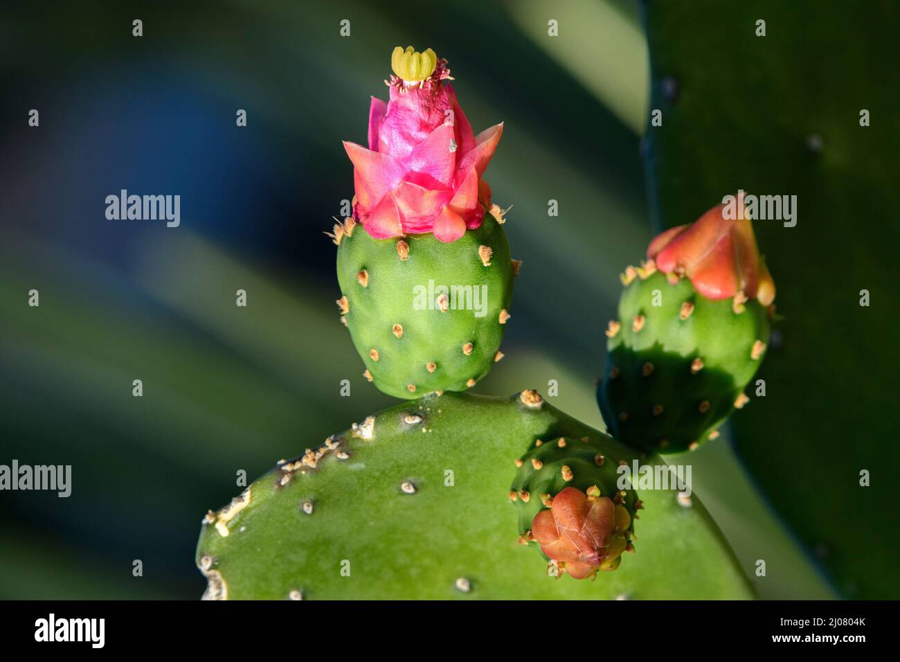 Mexico, Mexican, Baja California, Prickly pear, Opuntia,  Nopal cactus flower , Stock Photo