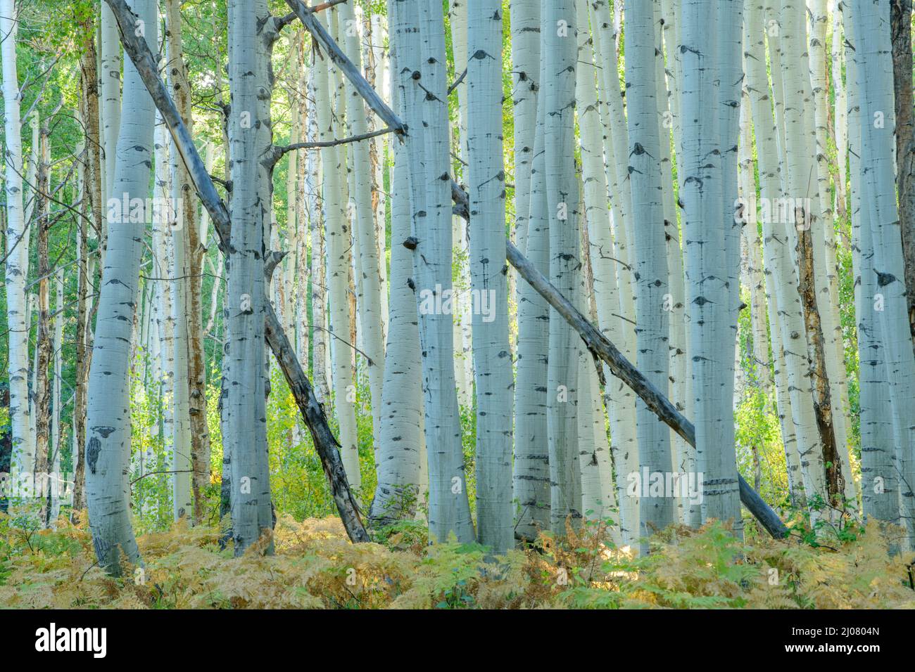 USA, Rocky Mountains, Colorado,Gunnison National Forest,  Crested Butte, Aspen woods Stock Photo