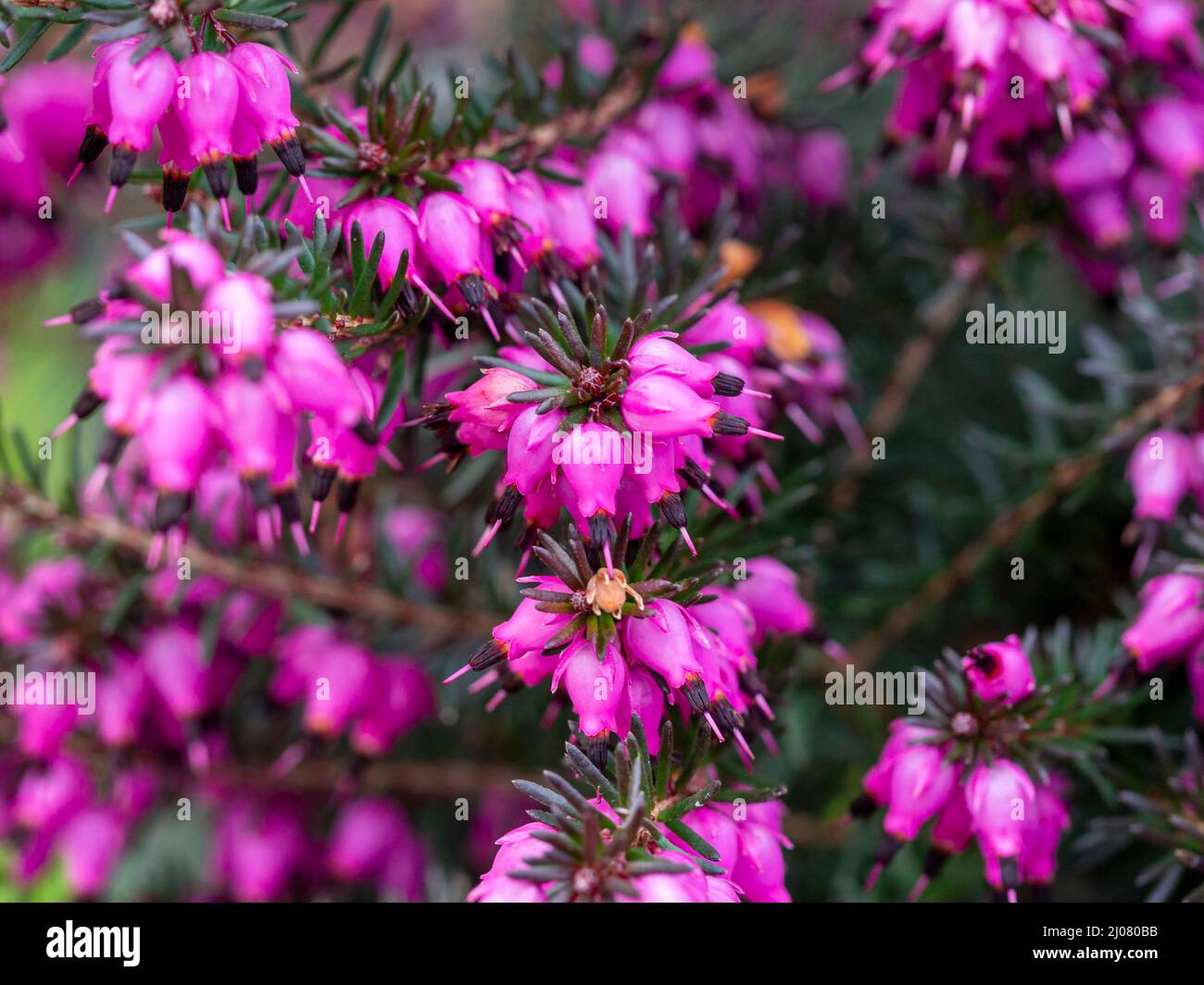 Closeup of tiny pink flowers on a heather plant Stock Photo