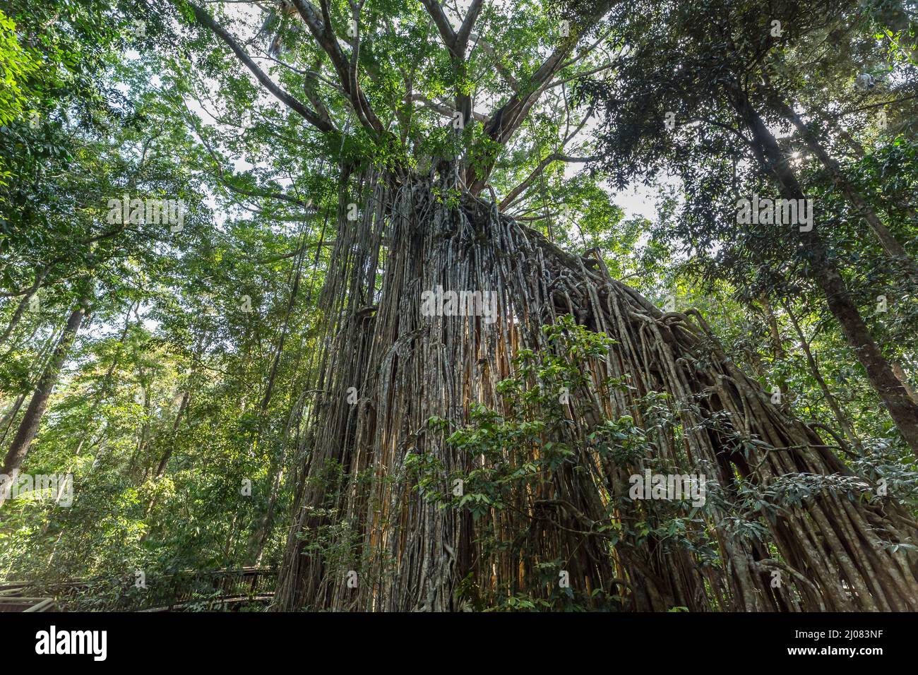 Big “Curtain” Fig Tree in the Rainforest of Atherton Tablelands, Yungaburra, Queensland, Australia. Stock Photo