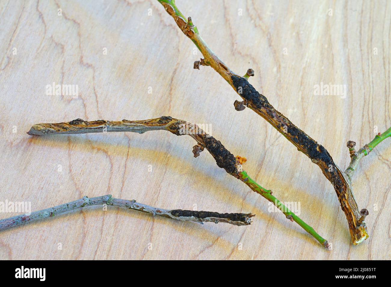 Black knot disease (Apiosporina morbosa) on a Japanese plum tree branch