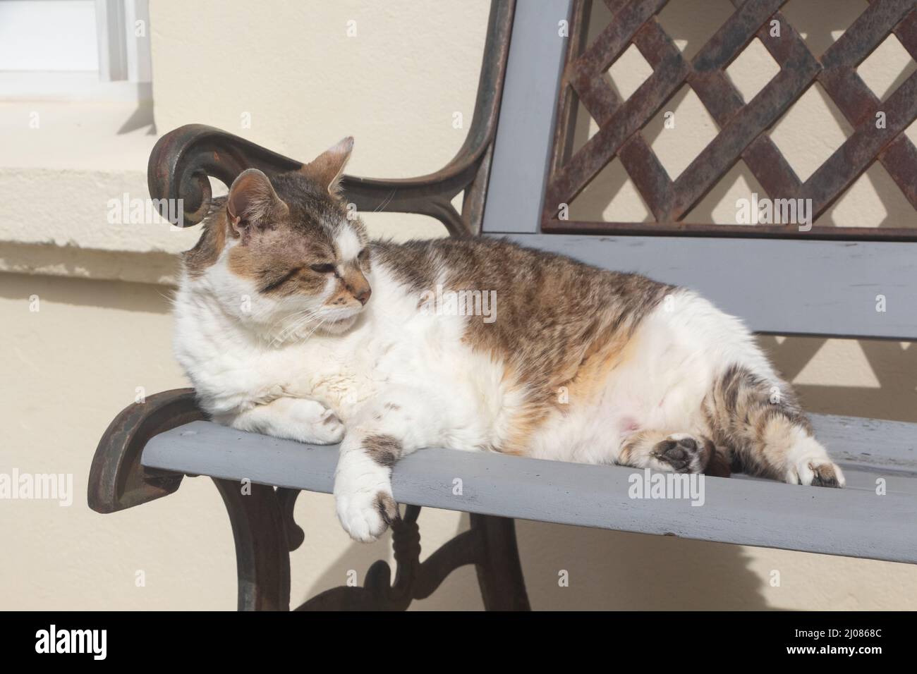 Lying down tabby cat on a bench in a garden Stock Photo - Alamy