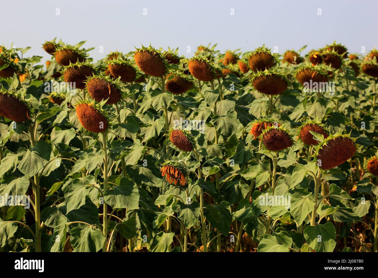 abgeblühte Sonnenblumen, Helianthus annuus, auf einem Sonnenblumenfeld, angebaut zur Produktion von Sonnenblumenkernen und zur Gewinnung von Sonnenblu Stock Photo