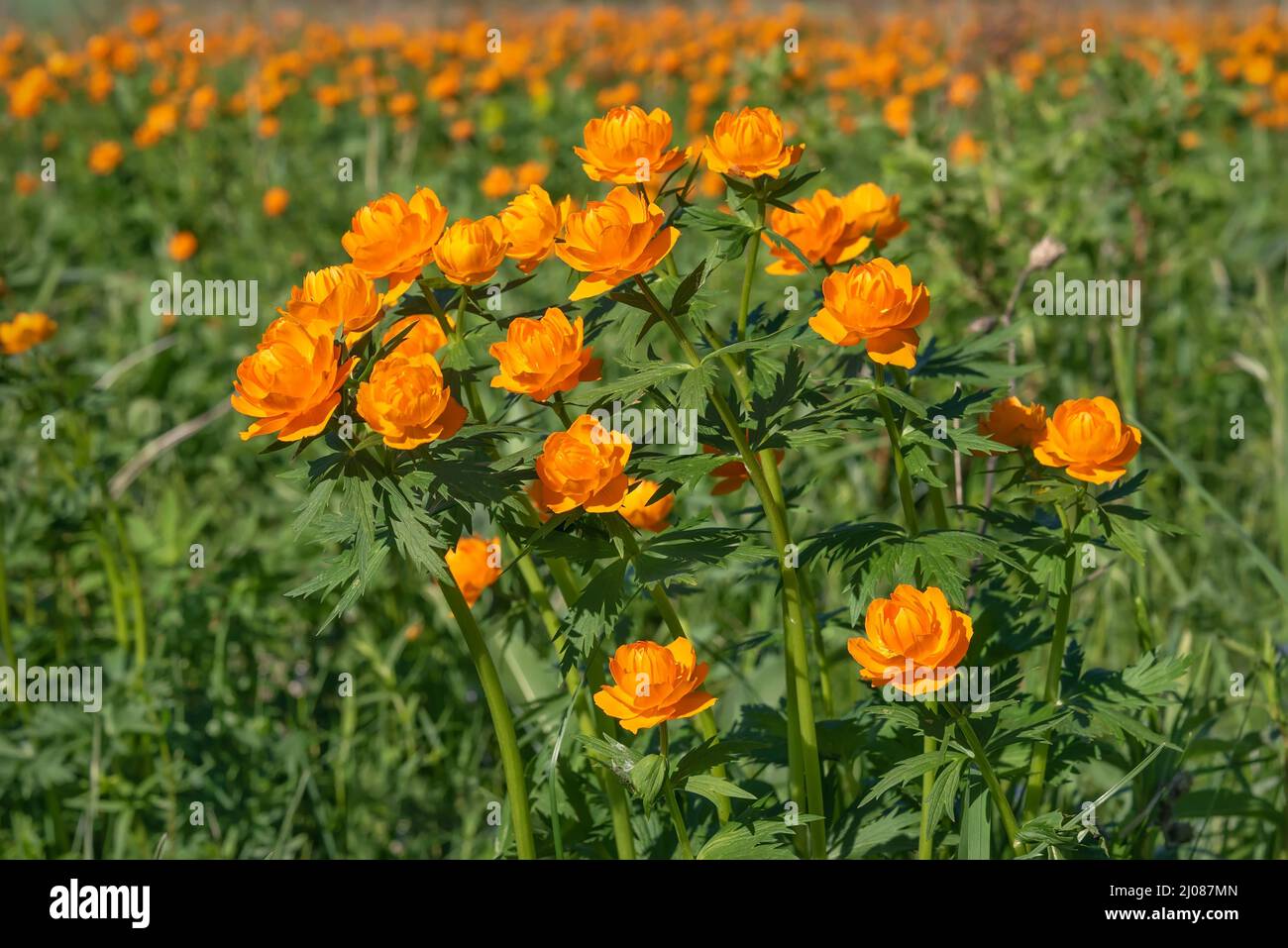 Amazing bright floral background with orange flowers of Trollius asiaticus on a green meadow close-up Stock Photo