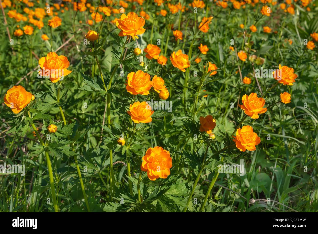 Amazing bright floral background with orange flowers of Trollius asiaticus on a green meadow close-up Stock Photo
