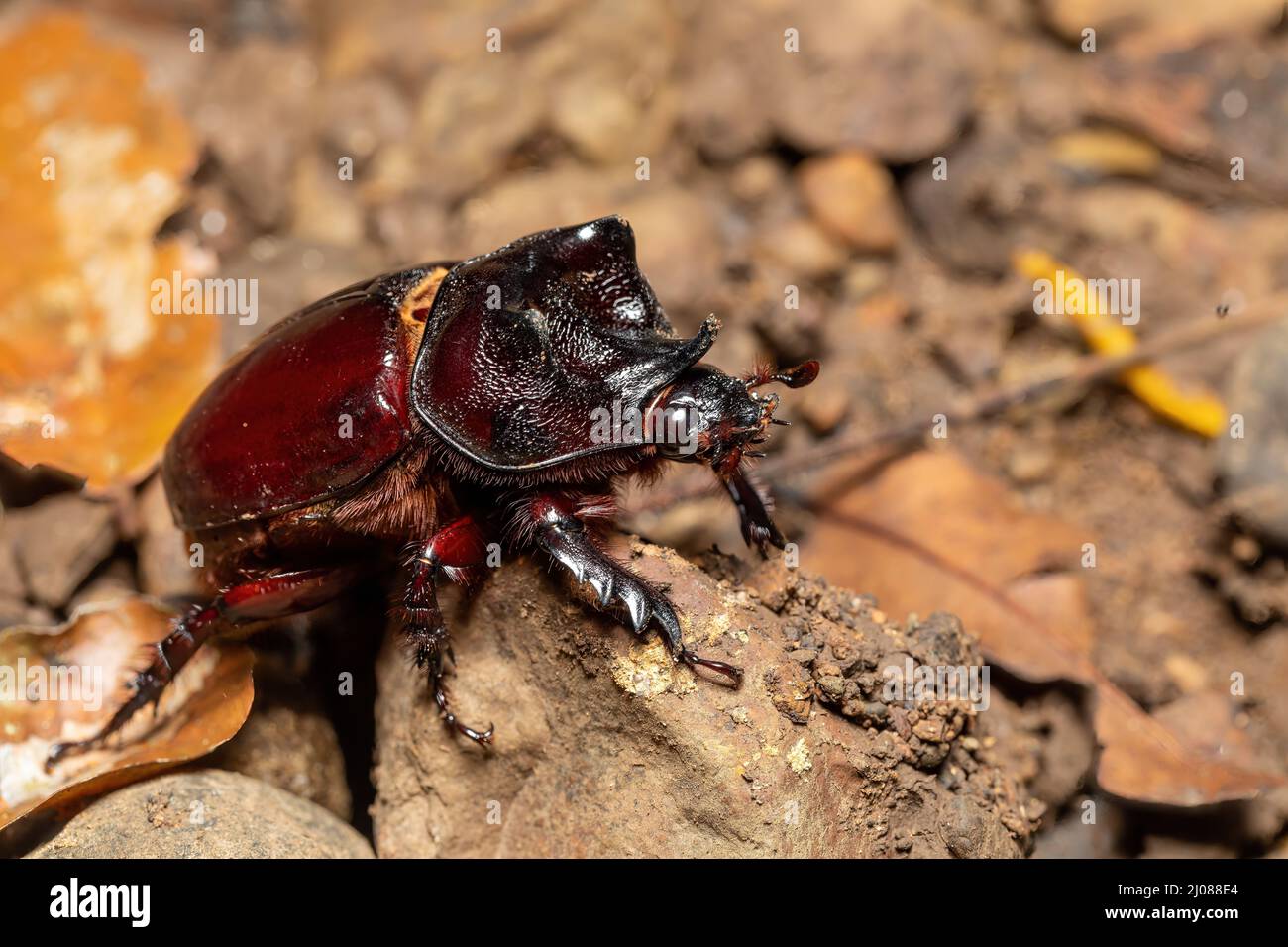 Strategus aloeus, the ox beetle, is a species of rhinoceros beetle, Carara National Park - Tarcoles, Wildlife in Costa Rica. Stock Photo