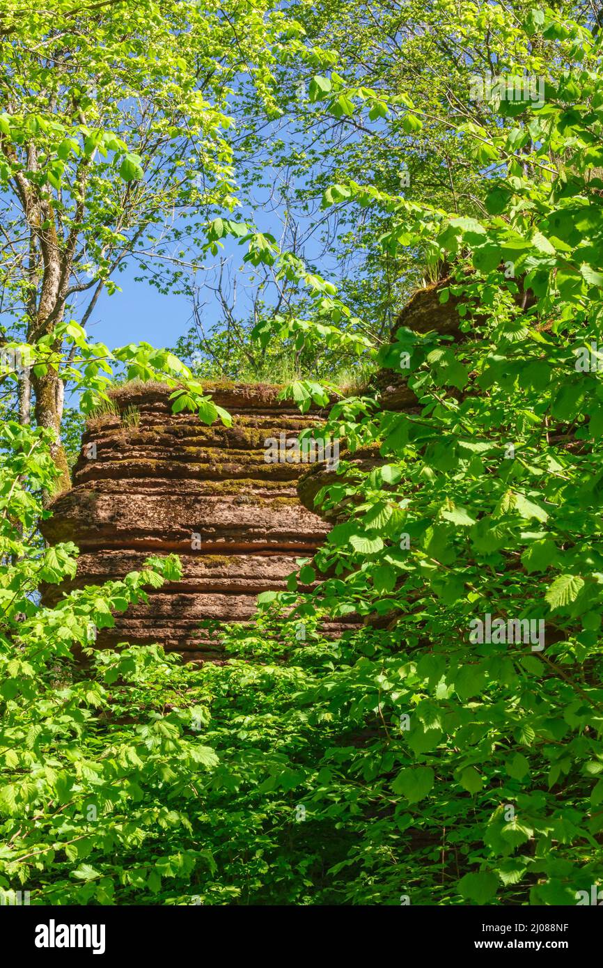 Leafy woodland hi-res stock photography and images - Alamy