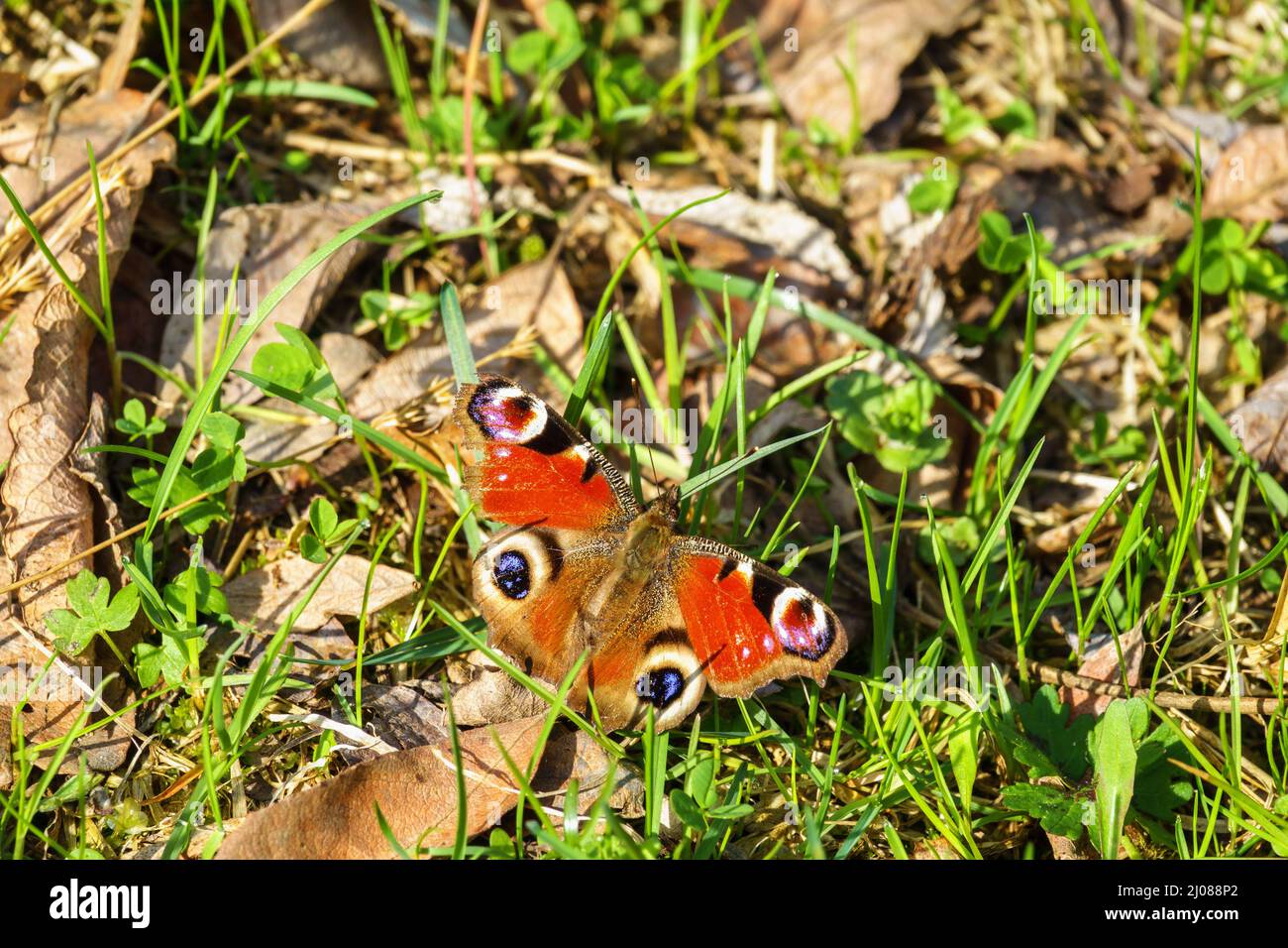 Beautiful Peacock butterfly in the grass Stock Photo - Alamy