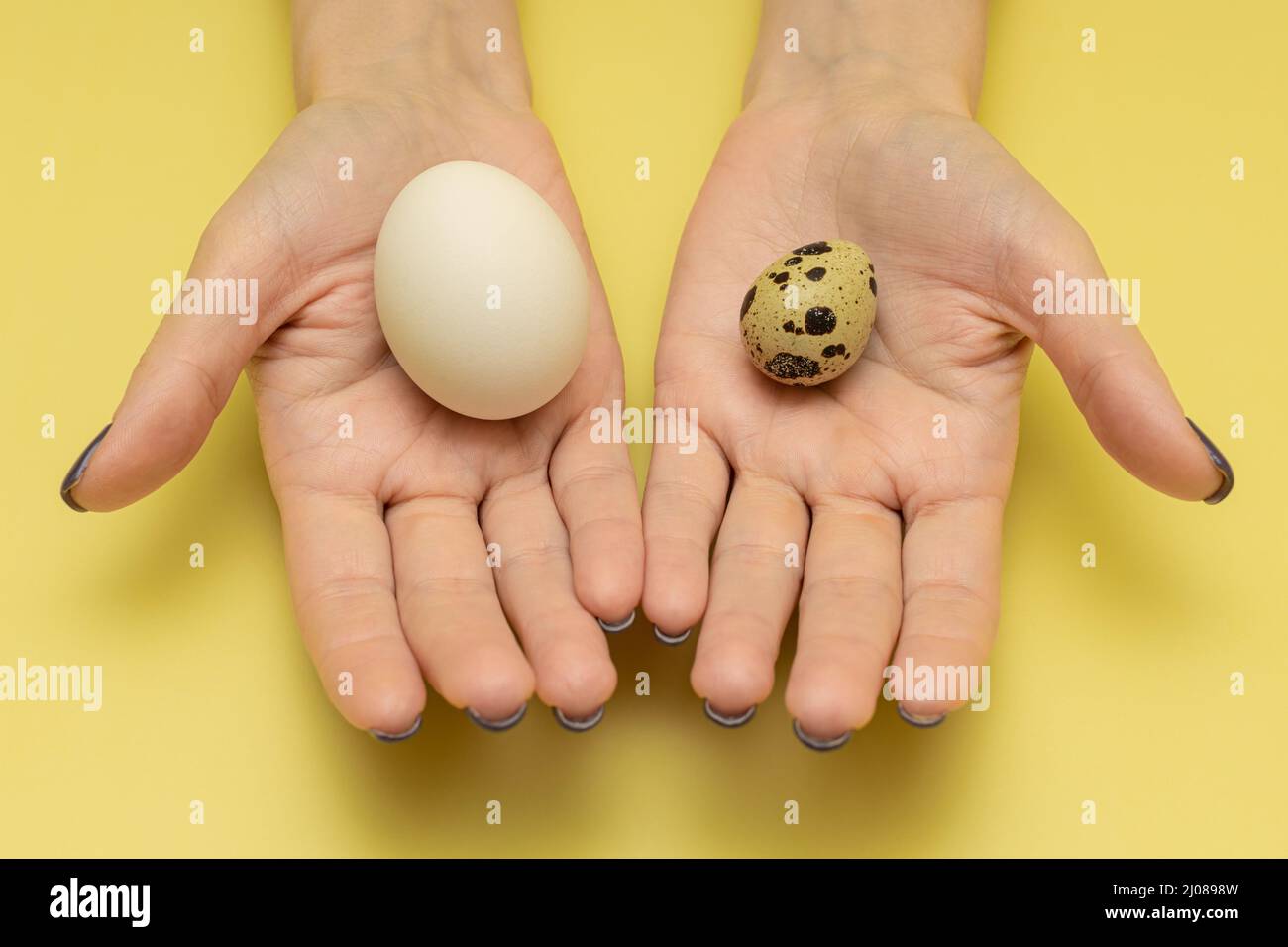 woman holding bird eggs in her hands. High quality photo Stock Photo