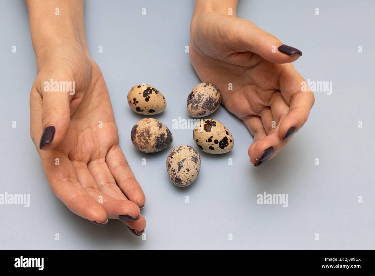 quail eggs lie between the palms of a woman. High quality photo Stock Photo
