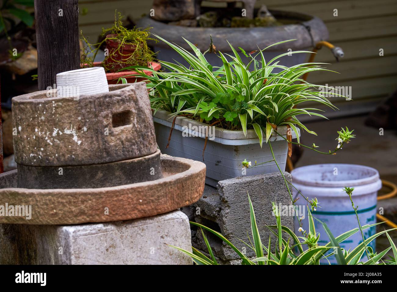 Potted greenery and green leaves closeup Stock Photo - Alamy