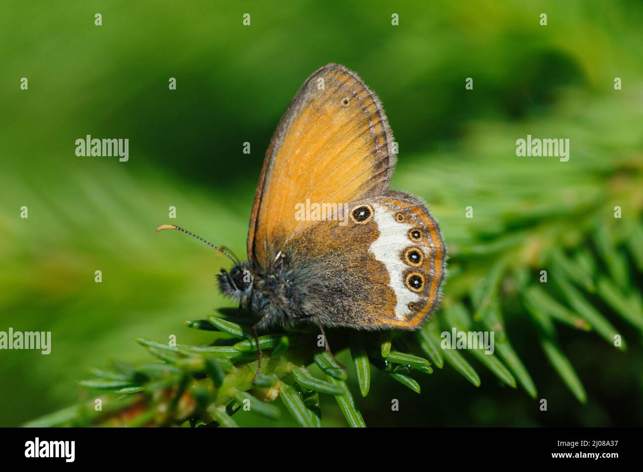 Darwin's Heath butterfly (Coenonympha darwiniana) Stock Photo