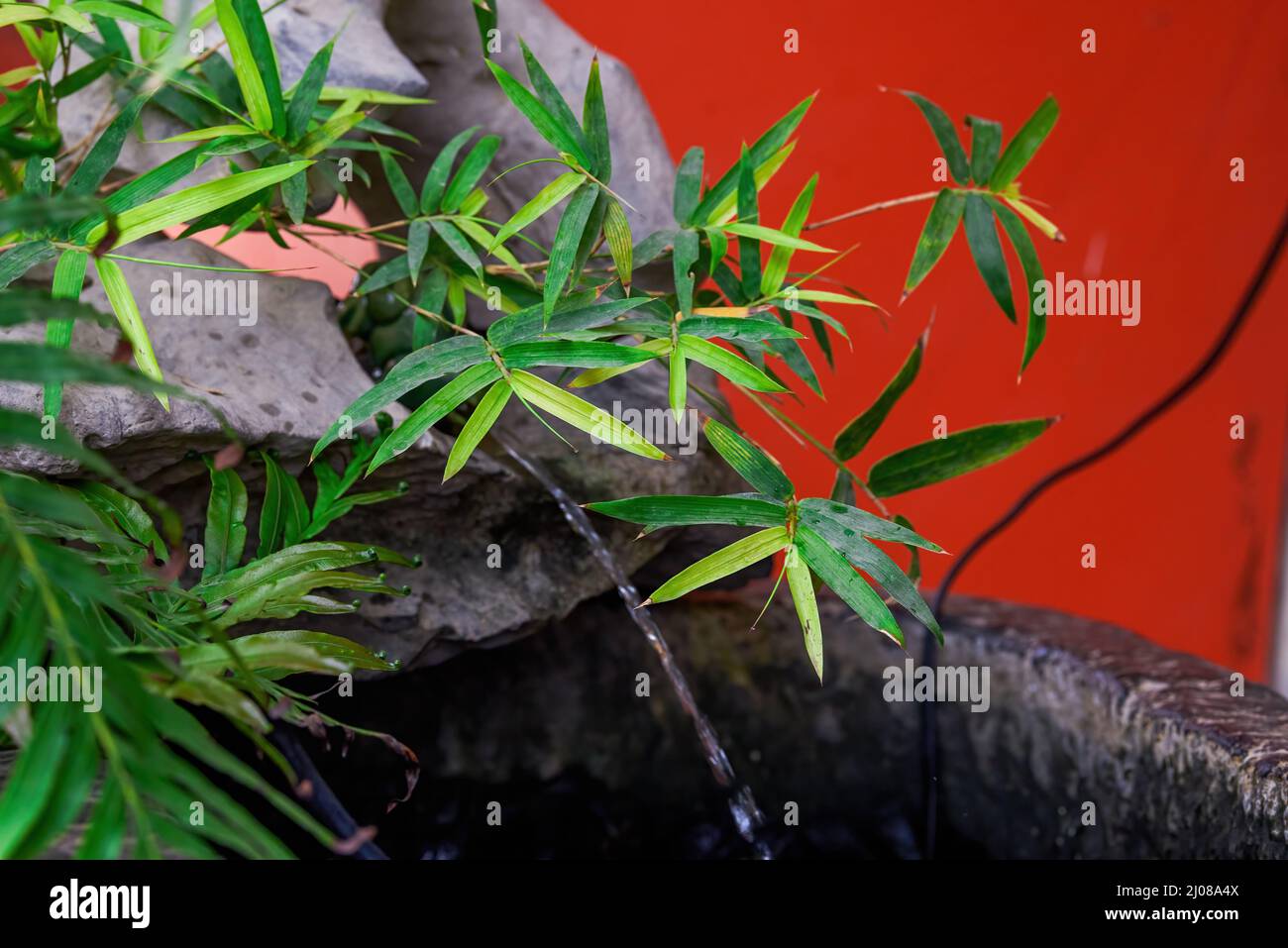 Potted greenery and green leaves closeup Stock Photo - Alamy
