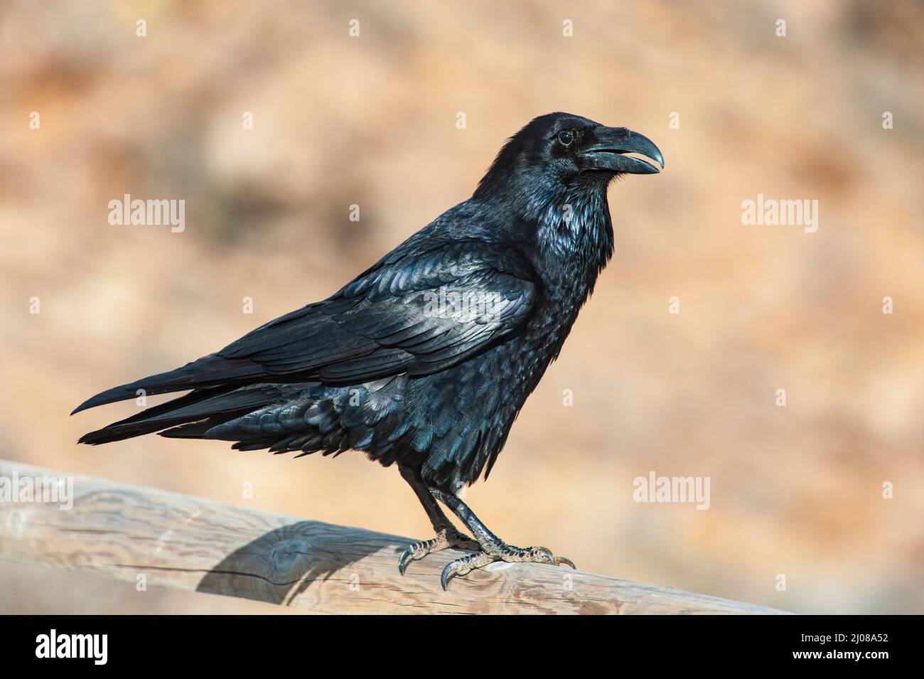 Northern Raven (Corvus corax canariensis) Stock Photo
