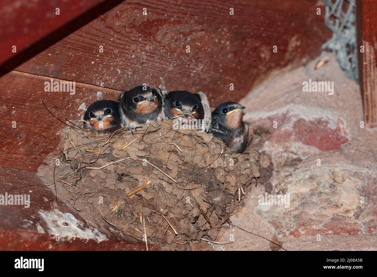 Barn Swallow  (Hirundo rustica), four chicks in nest Stock Photo