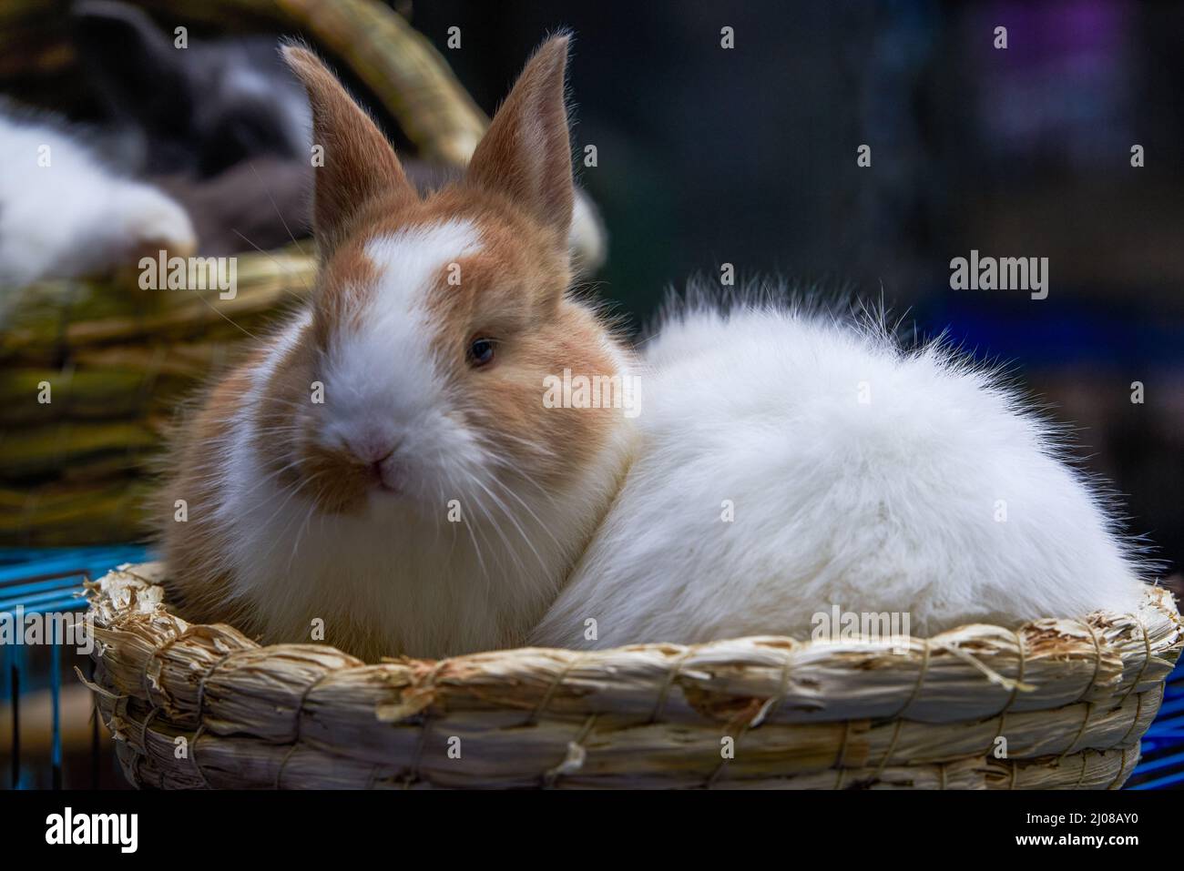 Cute rabbits for sale in pet store Stock Photo Alamy