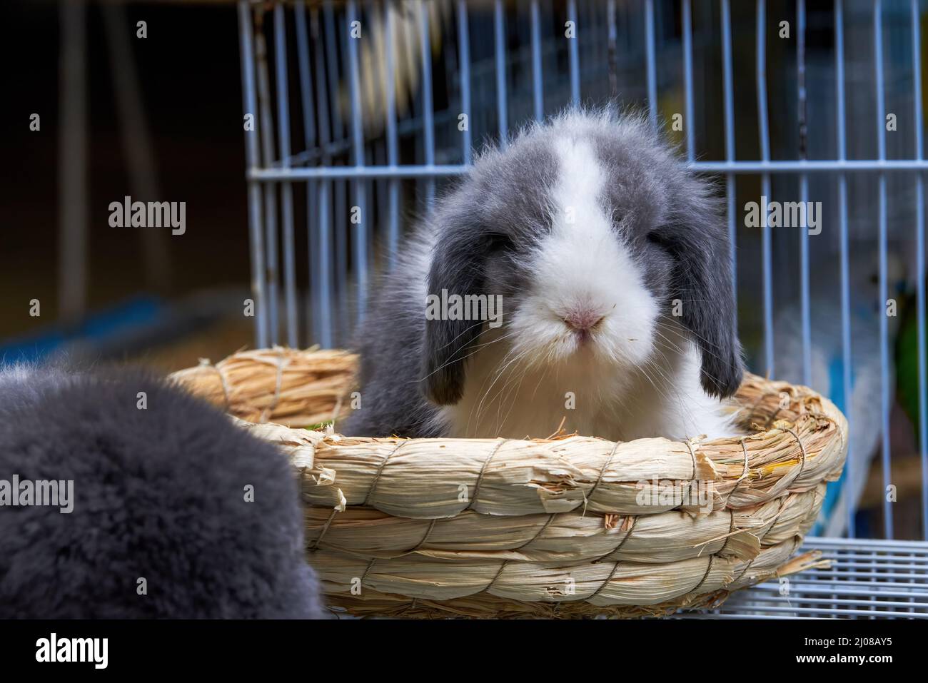 rabbits for sale singapore