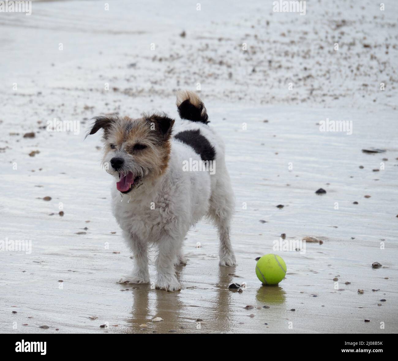 A small cute happy looking dog with tennis ball on the beach Stock Photo