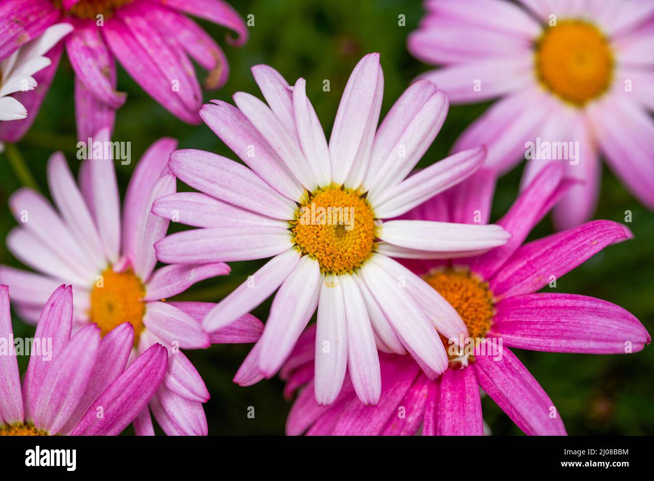 Close-up of a blooming purple and white chrysanthemum Stock Photo