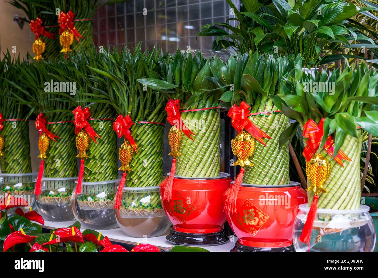 Chinese New Year lucky and lucky bamboos for sale at the flower market