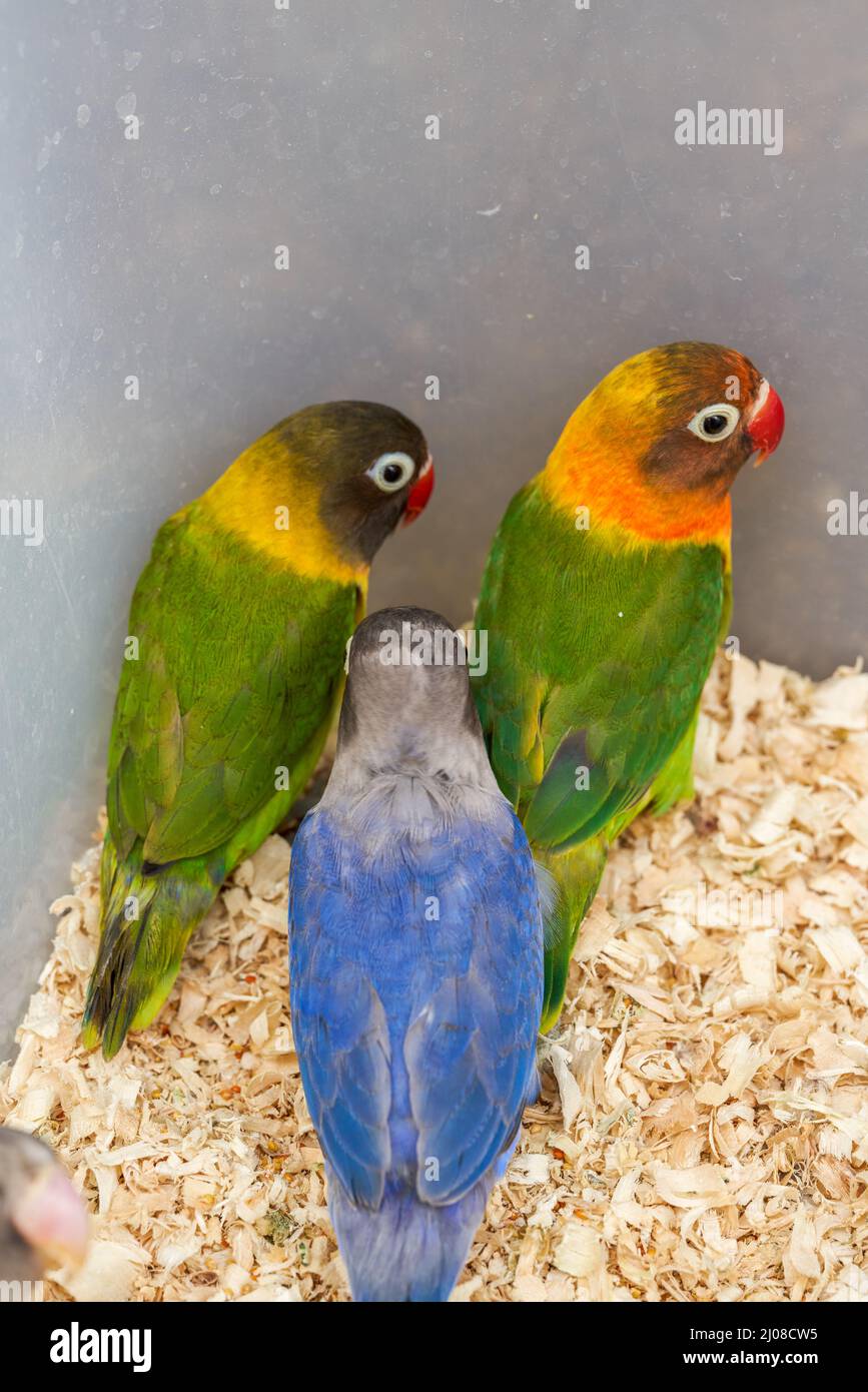 Picture of A cage of cute parrots for sale in the flower and bird market Stock ...
