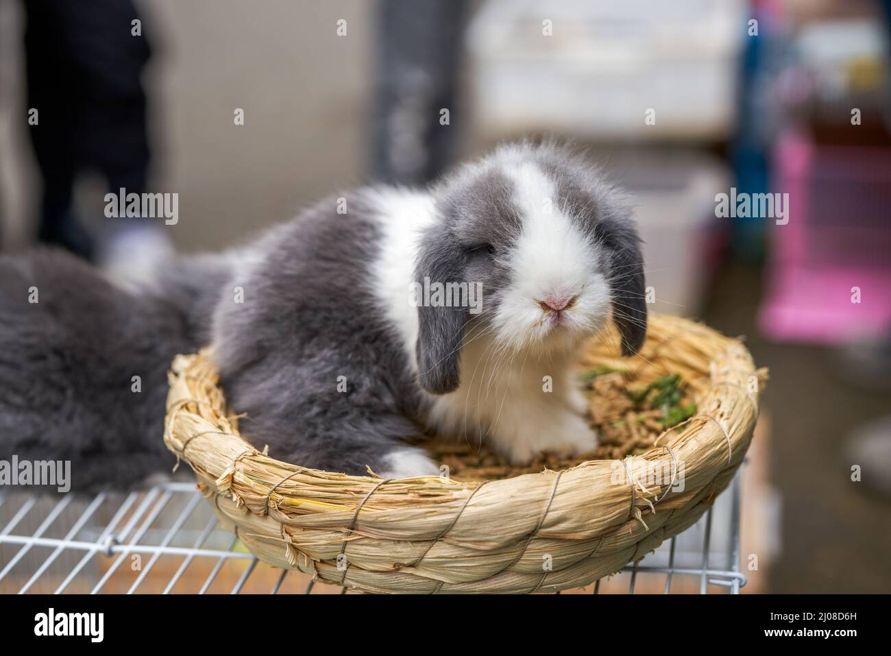 Cute rabbits for sale in pet store Stock Photo Alamy
