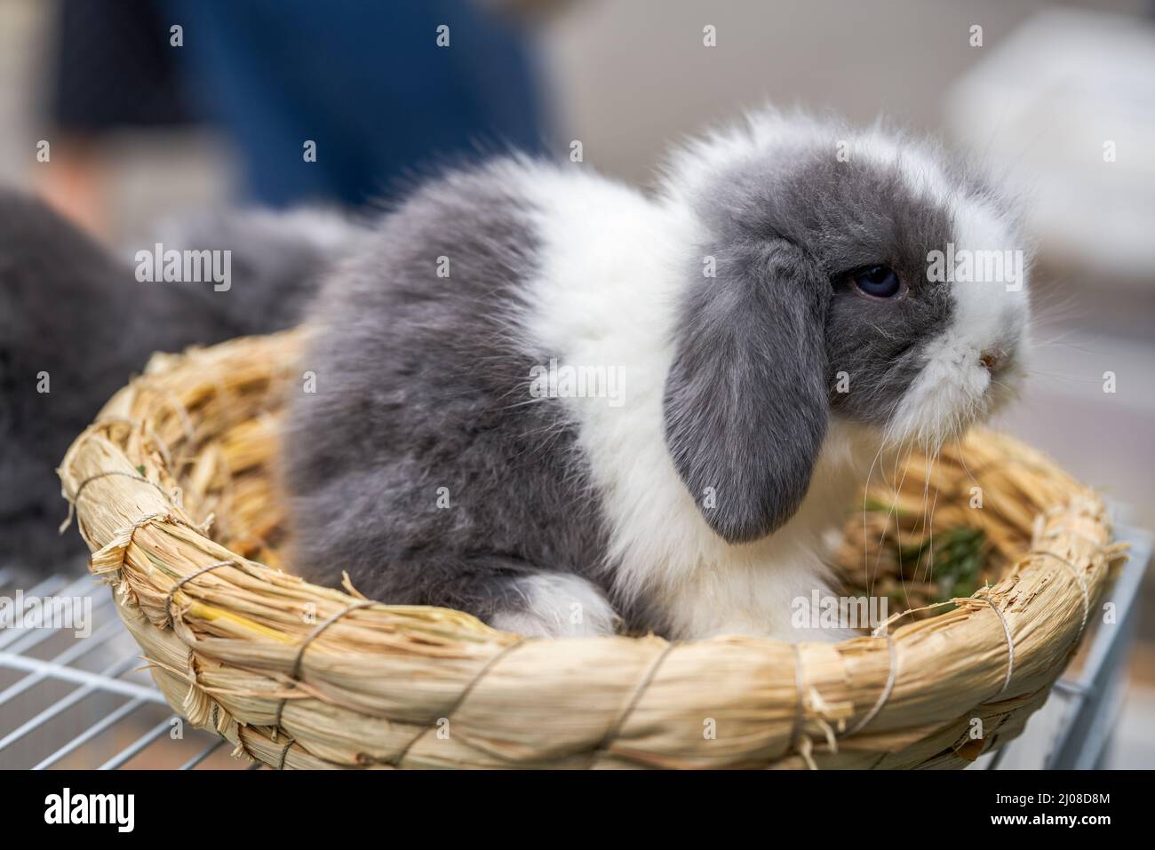 Cute rabbits for sale in pet store Stock Photo Alamy