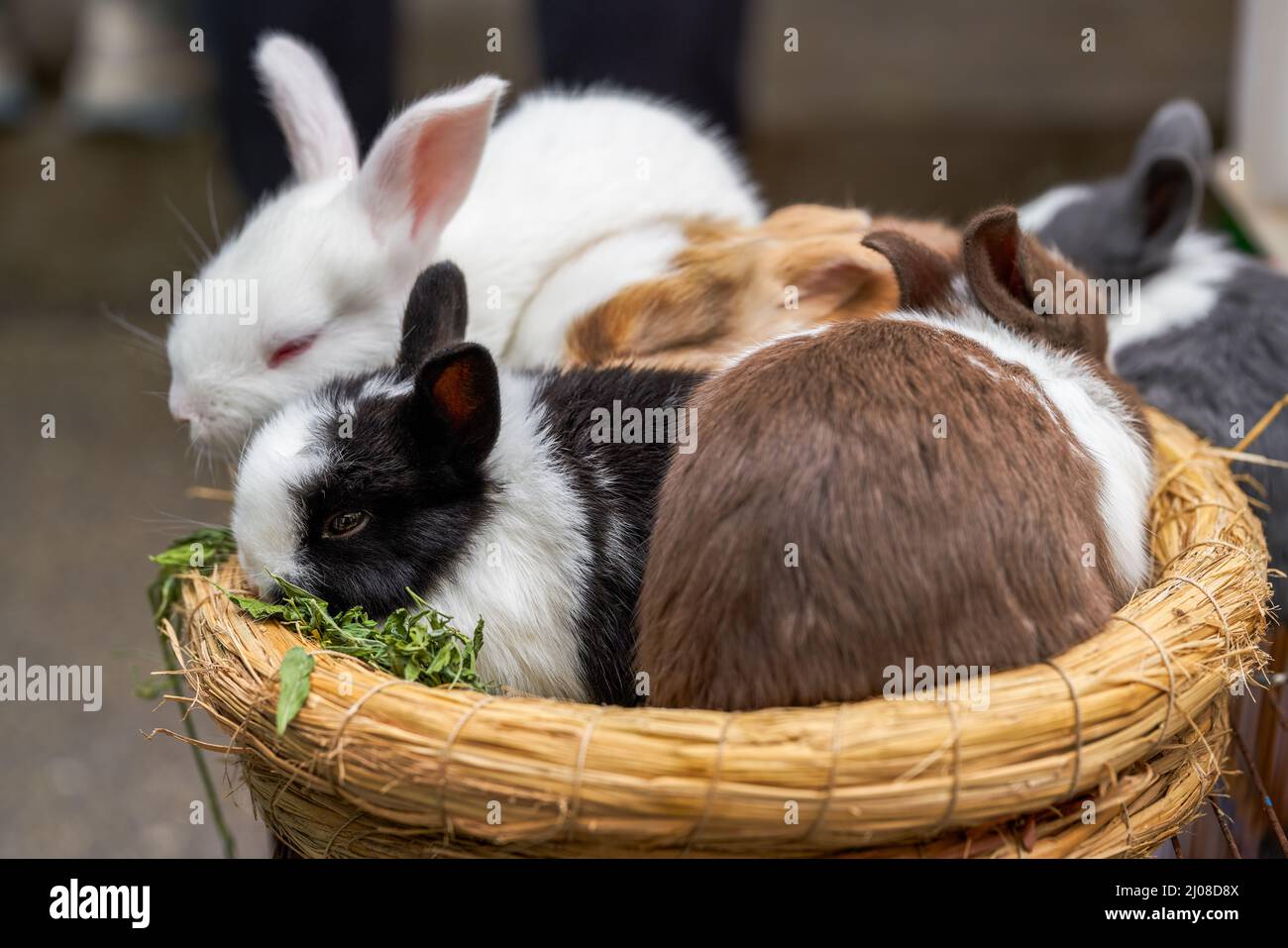 Cute rabbits for sale in pet store Stock Photo Alamy