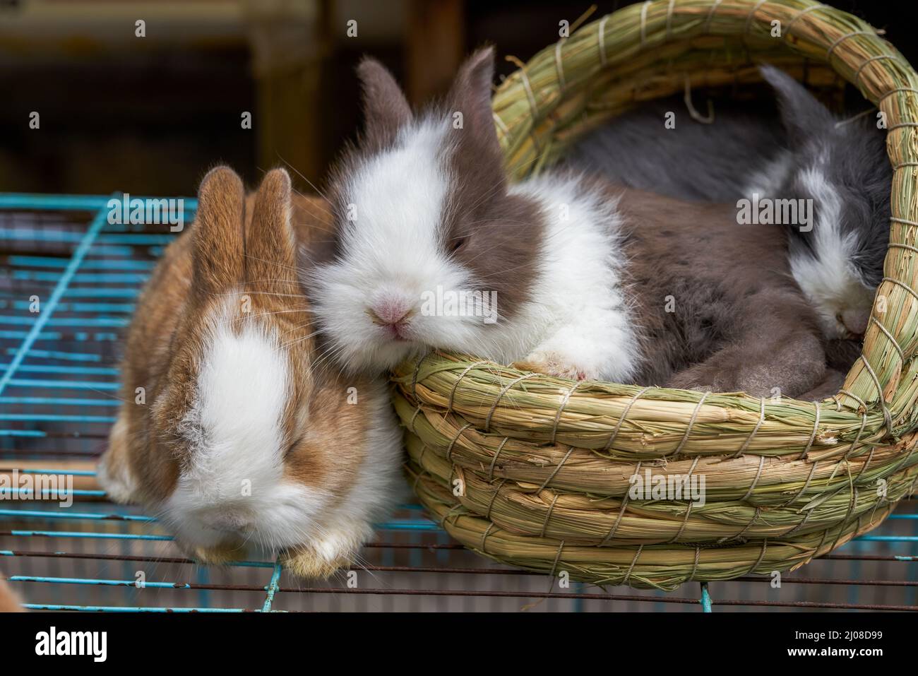 Cute rabbits for sale in pet store Stock Photo Alamy