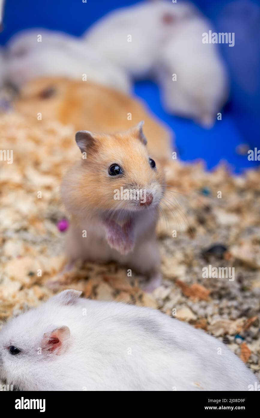 Cute little hamsters for sale at the flower and bird market Stock Photo