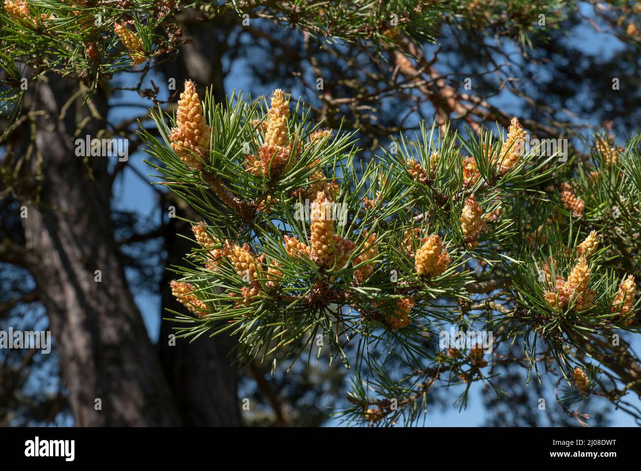Male blossoms of a Scots pine (Pinus sylvestris) Stock Photo