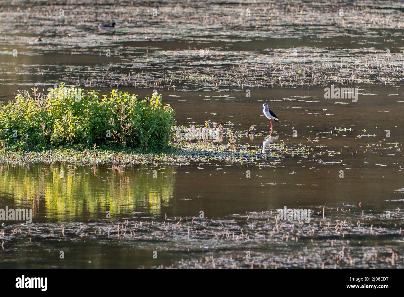 Egret, Little White Heron, Bird Looking for its Preys in a Pond. Stock Photo