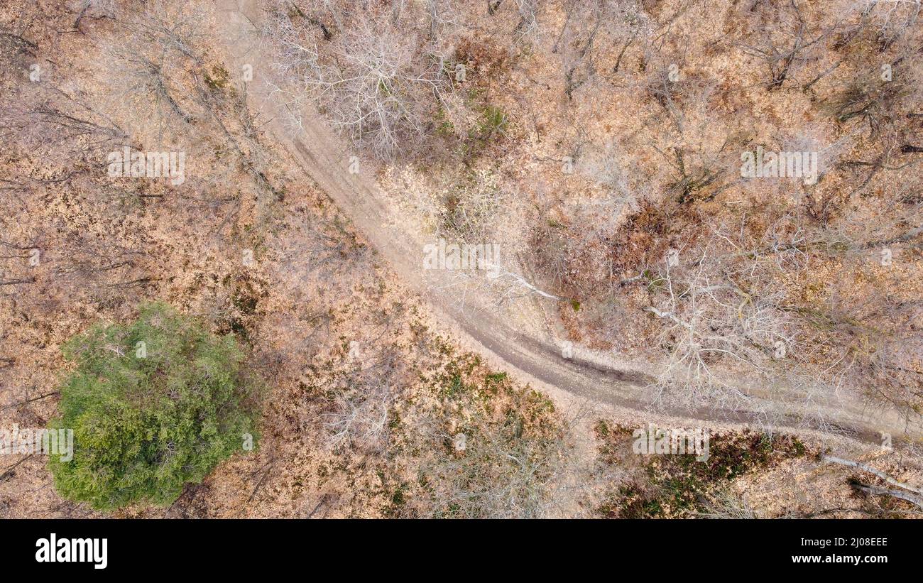 A road in the wood seen from the drone above, zenithal position Stock Photo