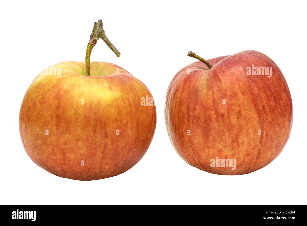 Two Riped Apple Image of two ripe sweet apples on white background Stock Photo - Alamy