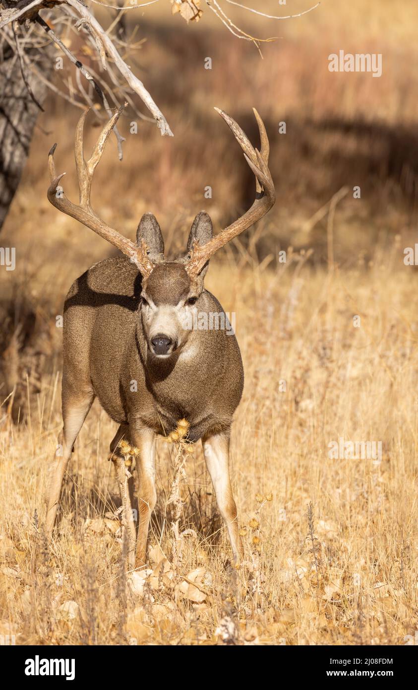 Mule deer Buck in the Fall Rut in Colorado Stock Photo Alamy