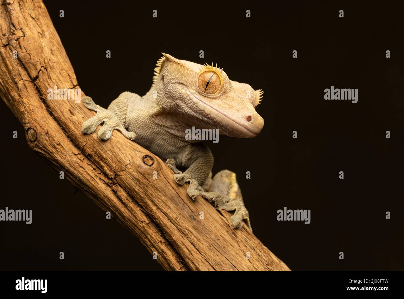 A Crested Gecko (Correlophus ciliatus) also known as the Eyelash Gecko