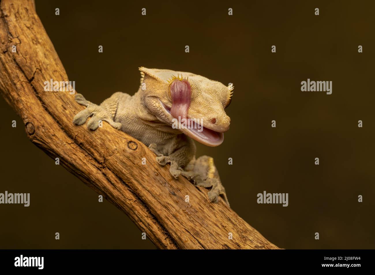Crested Gecko (Correlophus ciliatus) also known as the Eyelash Gecko