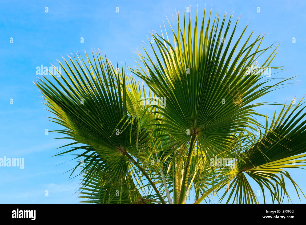 Large palm branches hires stock photography and images Alamy
