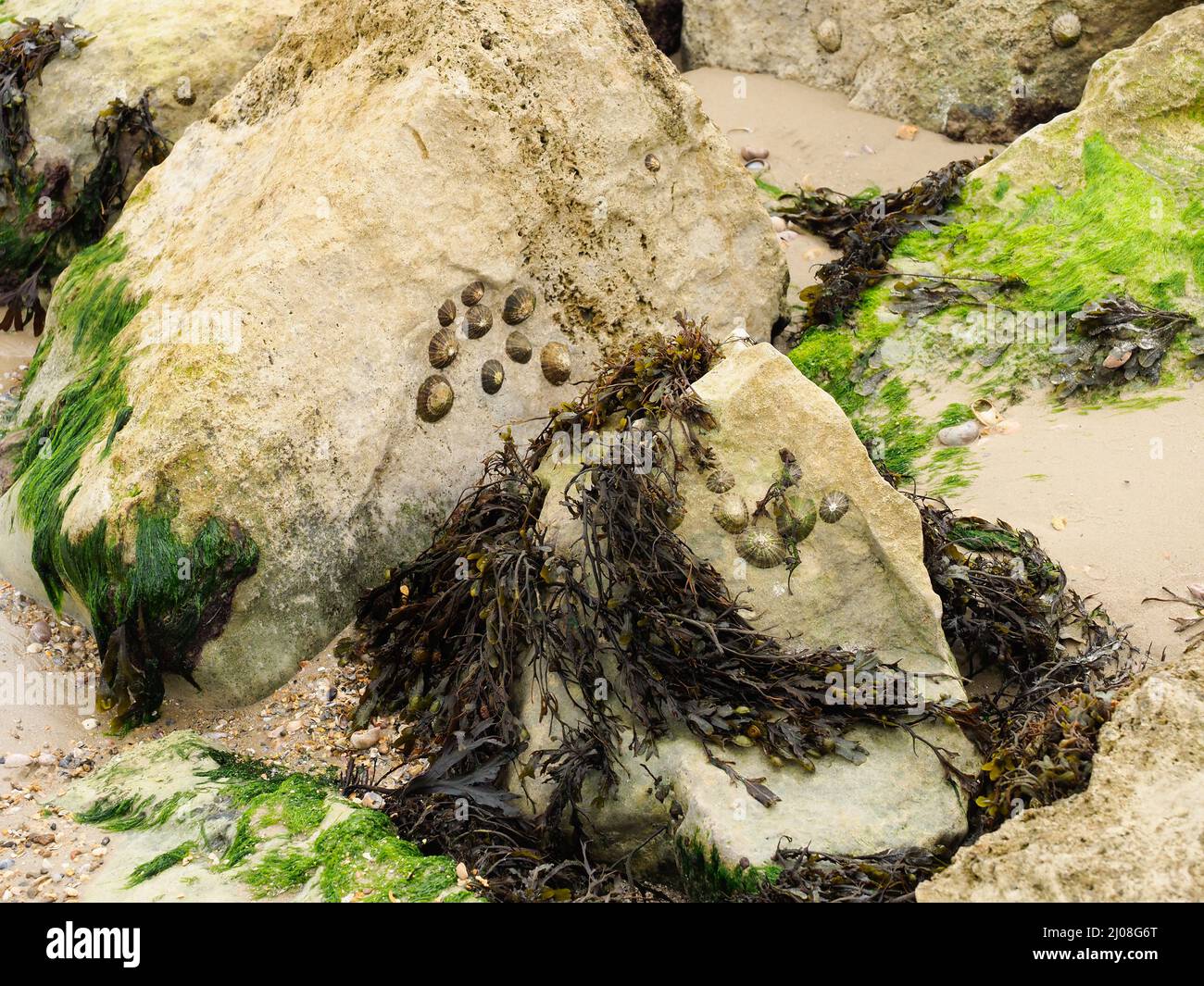 Barnacles and seaweed growing and clinging to some rocks at the beach Stock Photo