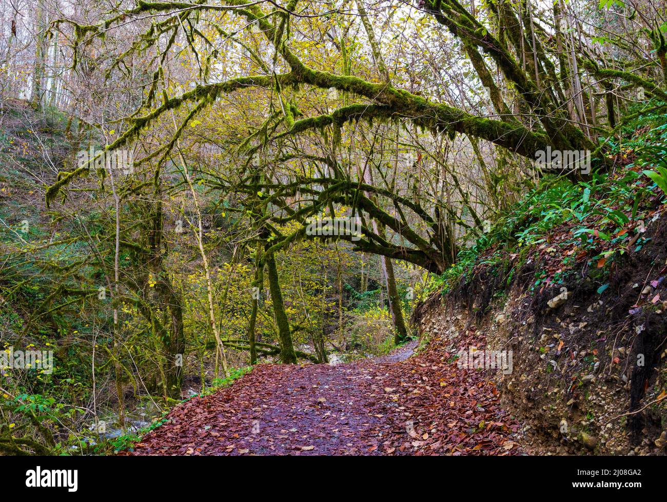 A tourist route through the protected rainforests of Sochi. Moss