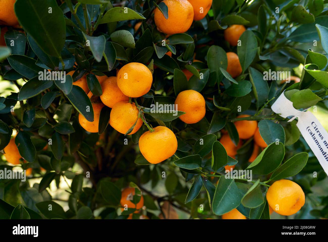 Citrus mitis branch close up with fruits Stock Photo